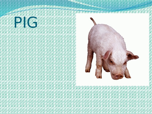  PIG 