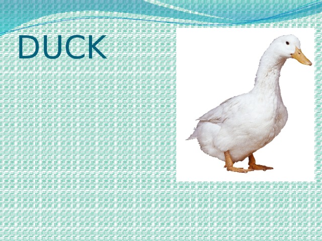 DUCK 