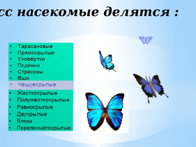 Класс насекомые делятся : 