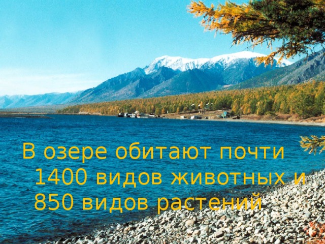 В озере обитают почти 1400 видов животных и 850 видов растений 