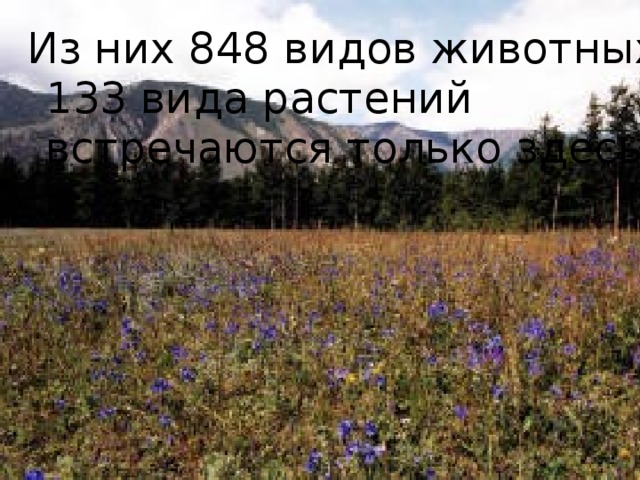 Из них 848 видов животных и 133 вида растений встречаются только здесь 