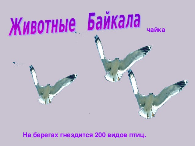 чайка На берегах гнездится 200 видов птиц.  
