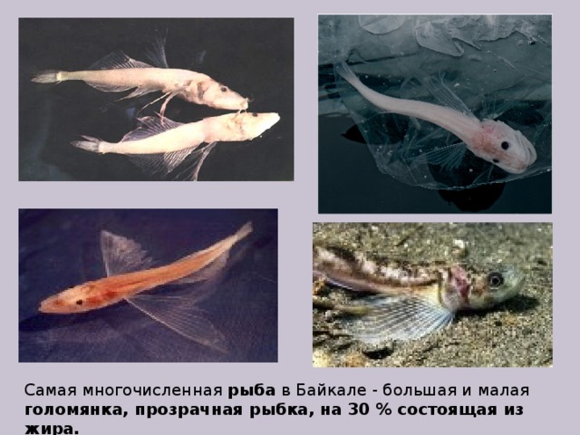 Самая многочисленная рыба в Байкале - большая и малая голомянка, прозрачная рыбка, на 30 % состоящая из жира. 