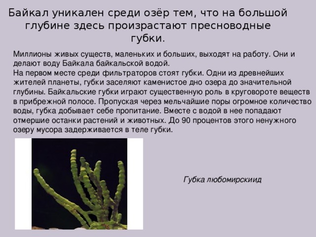 Байкал уникален среди озёр тем, что на большой глубине здесь произрастают пресноводные губки. Миллионы живых существ, маленьких и больших, выходят на работу. Они и делают воду Байкала байкальской водой.  На первом месте среди фильтраторов стоят губки. Одни из древнейших жителей планеты, губки заселяют каменистое дно озера до значительной глубины. Байкальские губки играют существенную роль в круговороте веществ в прибрежной полосе. Пропуская через мельчайшие поры огромное количество воды, губка добывает себе пропитание. Вместе с водой в нее попадают отмершие останки растений и животных. До 90 процентов этого ненужного озеру мусора задерживается в теле губки.  Губка любомирскиид 