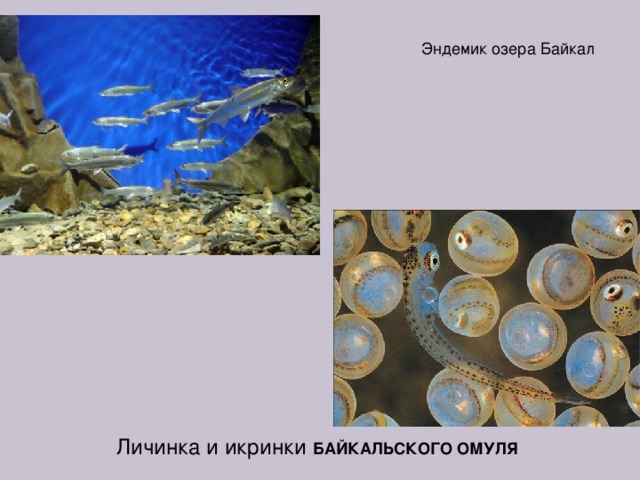 Эндемик озера Байкал Личинка и икринки БАЙКАЛЬСКОГО  ОМУЛЯ 