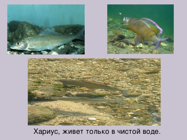 Хариус, живет только в чистой воде. 