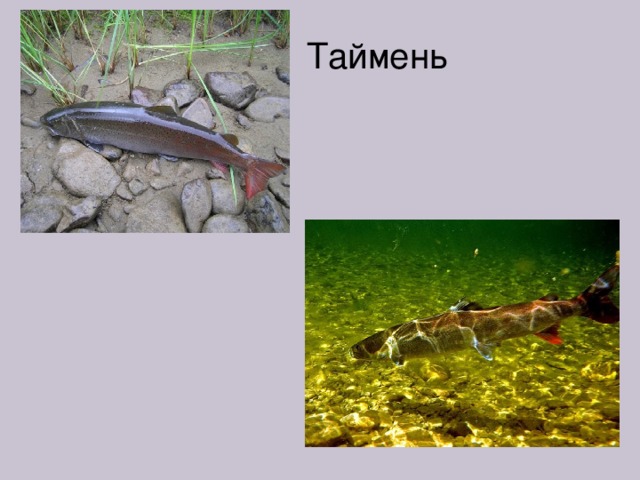 Таймень 