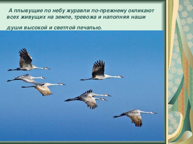  А плывущие по небу журавли по-прежнему окликают всех живущих на земле, тревожа и наполняя наши души высокой и светлой печалью.  