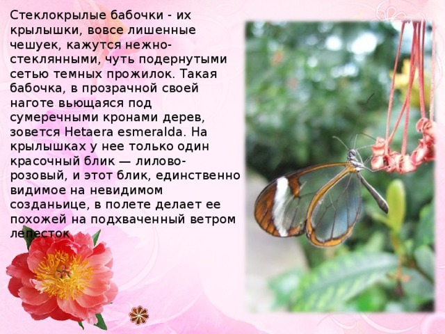 Стеклокрылые бабочки - их крылышки, вовсе лишенные чешуек, кажутся нежно-стеклянными, чуть подернутыми сетью темных прожилок. Такая бабочка, в прозрачной своей наготе вьющаяся под сумеречными кронами дерев, зовется Hetaera esmeralda. Ha крылышках у нее только один красочный блик — лилово-розовый, и этот блик, единственно видимое на невидимом созданьице, в полете делает ее похожей на подхваченный ветром лепесток 
