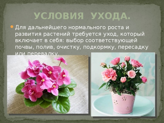 Условия ухода. Для дальнейшего нормального роста и развития растений требуется уход, который включает в себя: выбор соответствующей почвы, полив, очистку, подкормку, пересадку или перевалку. 