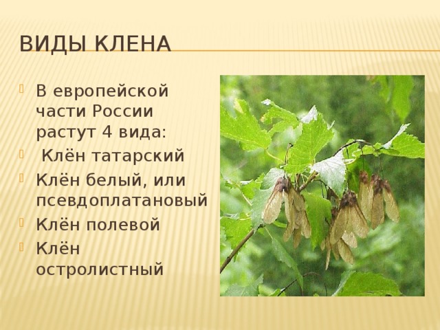 Виды клена В европейской части России растут 4 вида:  Клён татарский Клён белый, или псевдоплатановый Клён полевой Клён остролистный 