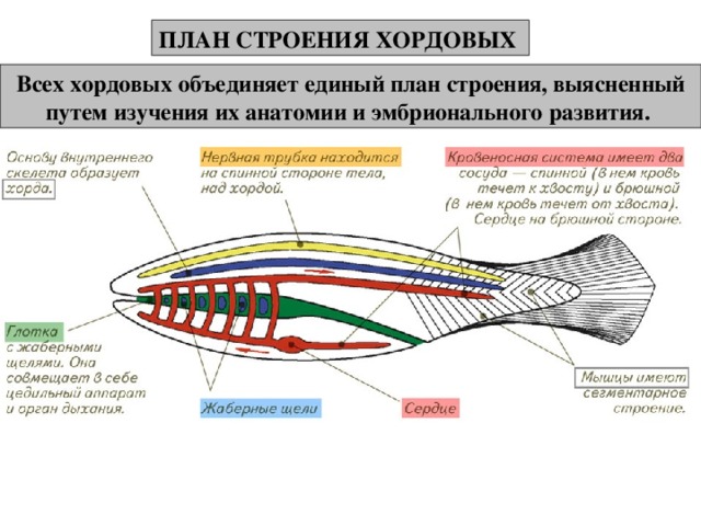 ПЛАН СТРОЕНИЯ ХОРДОВЫХ Всех хордовых объединяет единый план строения, выясненный путем изучения их анатомии и эмбрионального развития. 