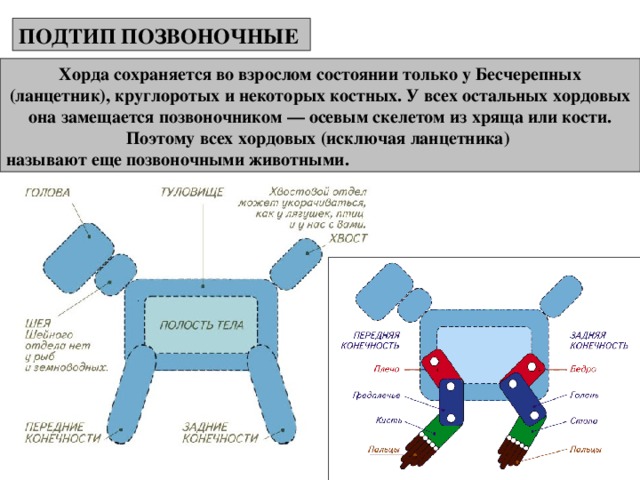 ПОДТИП ПОЗВОНОЧНЫЕ Хорда сохраняется во взрослом состоянии только у Бесчерепных (ланцетник), круглоротых и некоторых костных. У всех остальных хордовых она замещается позвоночником — осевым скелетом из хряща или кости. Поэтому всех хордовых (исключая ланцетника) называют еще позвоночными животными. 