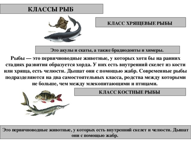КЛАССЫ РЫБ КЛАСС ХРЯЩЕВЫЕ РЫБЫ  Это акулы и скаты, а также брадиодонты и химеры. Рыбы — это первичноводные животные, у которых хотя бы на ранних стадиях развития образуется хорда. У них есть внутренний скелет из кости или хряща, есть челюсти. Дышат они с помощью жабр. Современные рыбы подразделяются на два самостоятельных класса, родства между которыми не больше, чем между млекопитающими и птицами. КЛАСС КОСТНЫЕ РЫБЫ Это первичноводные животные, у которых есть внутренний скелет и челюсти. Дышат они с помощью жабр. 