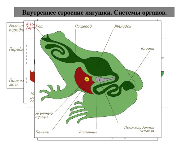 Внутреннее строение лягушки. Системы органов. 