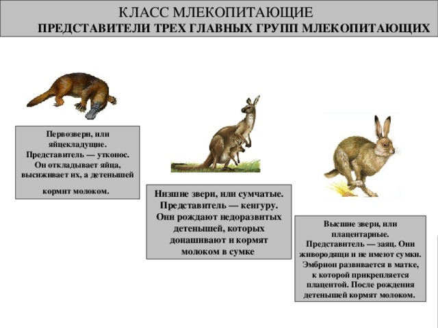 КЛАСС МЛЕКОПИТАЮЩИЕ ПРЕДСТАВИТЕЛИ ТРЕХ ГЛАВНЫХ ГРУПП МЛЕКОПИТАЮЩИХ  Первозвери, или яйцекладущие. Представитель — утконос. Он откладывает яйца, высиживает их, а детенышей кормит молоком.  Низшие звери, или сумчатые. Представитель — кенгуру. Они рождают недоразвитых детенышей, которых донашивают и кормят молоком в сумке Высшие звери, или плацентарные. Представитель — заяц. Они живородящи и не имеют сумки. Эмбрион развивается в матке, к которой прикрепляется плацентой. После рождения детенышей кормят молоком. Млекопитающие — это наземные позвоночные животные, выкармливающие детенышей молоком, имеющие высокую температуру тела и активные независимо от температуры среды. Зубы сложной формы, с корнями; тело покрыто волосами. 
