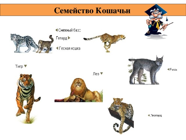 Семейство Кошачьи  