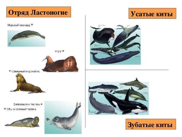 Отряд Ластоногие  Усатые киты  Зубатые киты  