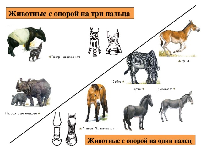 Животные с опорой на три пальца Животные с опорой на один палец 