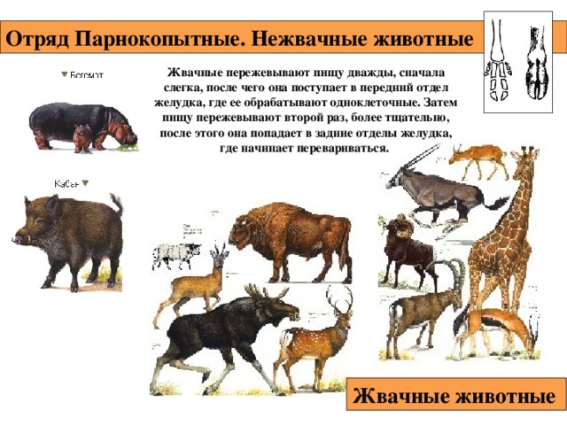 Отряд Парнокопытные. Нежвачные животные  Жвачные пережевывают пищу дважды, сначала слегка, после чего она поступает в передний отдел желудка, где ее обрабатывают одноклеточные. Затем пищу пережевывают второй раз, более тщательно, после этого она попадает в задние отделы желудка, где начинает перевариваться. Жвачные животные  
