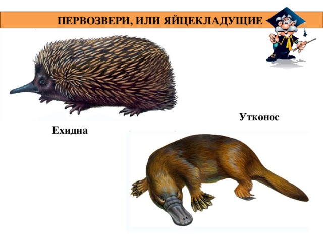 ПЕРВОЗВЕРИ, ИЛИ ЯЙЦЕКЛАДУЩИЕ  Утконос Ехидна 