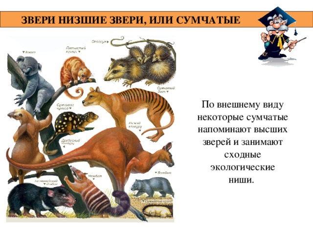 ЗВЕРИ НИЗШИЕ ЗВЕРИ, ИЛИ СУМЧАТЫЕ  По внешнему виду некоторые сумчатые напоминают высших зверей и занимают сходные экологические ниши. 