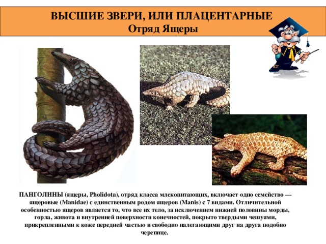 ВЫСШИЕ ЗВЕРИ, ИЛИ ПЛАЦЕНТАРНЫЕ  Отряд Ящеры  ПАНГОЛИНЫ (ящеры, Pholidota), отряд класса млекопитающих, включает одно семейство — ящеровые (Manidae) с единственным родом ящеров (Manis) с 7 видами. Отличительной особенностью ящеров является то, что все их тело, за исключением нижней половины морды, горла, живота и внутренней поверхности конечностей, покрыто твердыми чешуями, прикрепленными к коже передней частью и свободно налегающими друг на друга подобно черепице. 