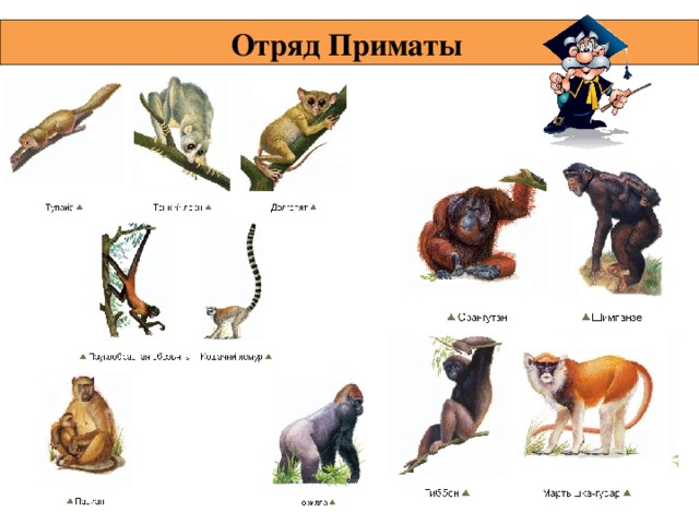 Отряд Приматы  