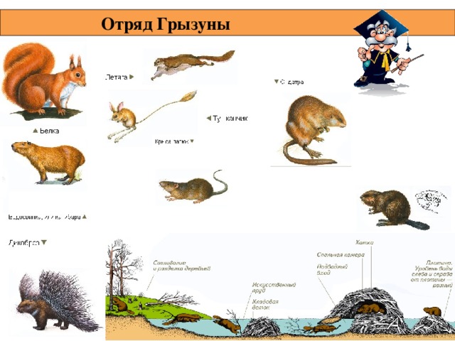  Отряд Грызуны  