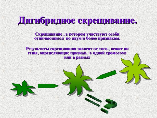 Дигибридное скрещивание. Скрещивание , в котором участвуют особи отличающиеся по двум и более признакам.  Результаты скрещивания зависят от того , лежат ли гены, определяющие признак, в одной хромосоме или в разных 