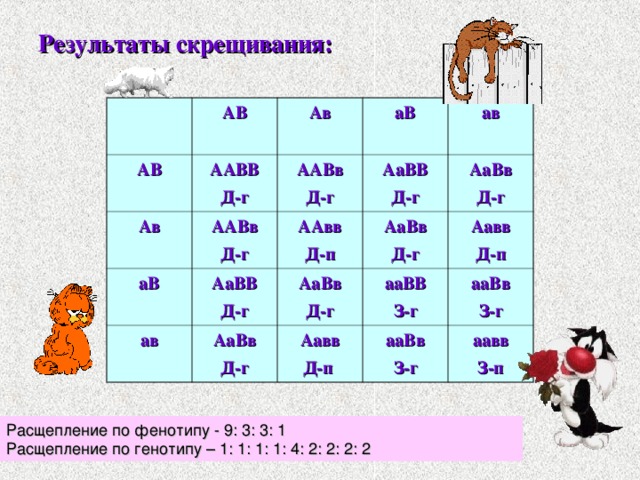 Результаты скрещивания: АВ АВ Ав Ав ААВВ Д-г аВ ААВв Д-г аВ ААВв Д-г АаВВ Д-г ав ААвв Д-п ав АаВВ Д-г АаВв Д-г АаВв Д-г АаВв Д-г АаВв Д-г ааВВ З-г Аавв Д-п Аавв Д-п ааВв З-г ааВв З-г аавв З-п Расщепление по фенотипу - 9: 3: 3: 1 Расщепление по генотипу – 1: 1: 1: 1: 4: 2: 2: 2: 2 