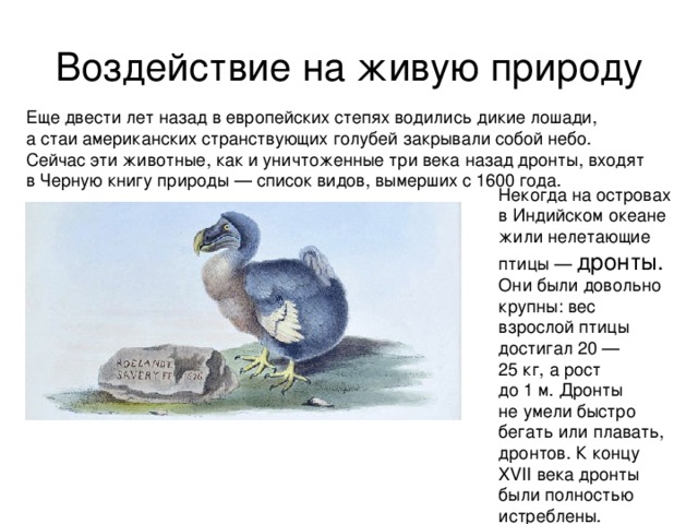Воздействие на живую природу Еще двести лет назад в европейских степях водились дикие лошади, а стаи американских странствующих голубей закрывали собой небо. Сейчас эти животные, как и уничтоженные три века назад дронты, входят в Черную книгу природы — список видов, вымерших с 1600 года. Некогда на островах в Индийском океане жили нелетающие птицы — дронты. Они были довольно крупны: вес взрослой птицы достигал 20 — 25 кг, а рост до 1 м. Дронты не умели быстро бегать или плавать, дронтов. К концу XVII века дронты были полностью истреблены. 