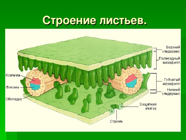 Строение листьев. 