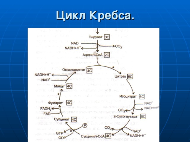 Цикл Кребса. 