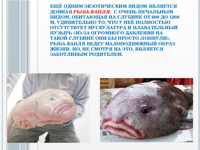 Ещё одним экзотическим видом является донная рыба-капля , с очень печальным видом, обитающая на глубине от 600 до 1200 м. Удивительно то, что у неё полностью отсутствует мускулатура и плавательный пузырь (из-за огромного давления на такой глубине они бы просто лопнули). Рыба-капля ведет малоподвижный образ жизни. Но, не смотря на это, является заботливым родителем.  