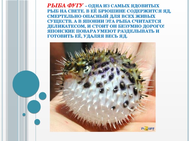 Рыба фугу – одна из самых ядовитых рыб на свете. В её брюшине содержится яд, смертельно опасный для всех живых существ. А в Японии эта рыба считается деликатесом, и стоит он безумно дорого! Японские повара умеют разделывать и готовить её, удаляя весь яд.  