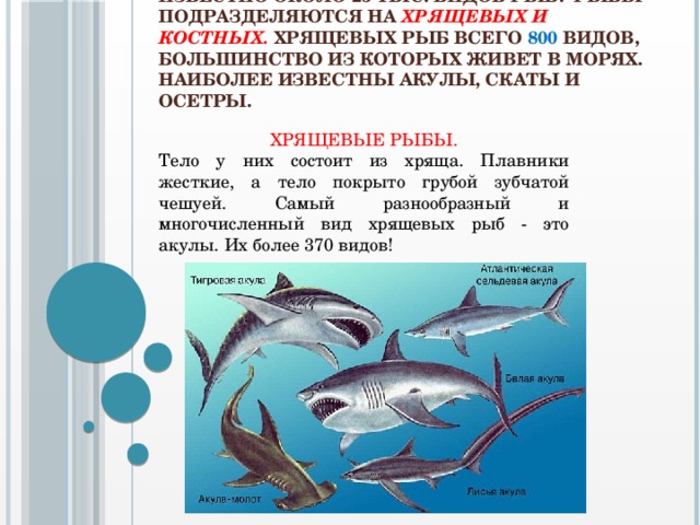 Известно около 25 тыс. видов рыб! Рыбы подразделяются на хрящевых и костных. Хрящевых рыб всего 800 видов, большинство из которых живет в морях. Наиболее известны акулы, скаты и осетры. ХРЯЩЕВЫЕ РЫБЫ. Тело у них состоит из хряща. Плавники жесткие, а тело покрыто грубой зубчатой чешуей. Самый разнообразный и многочисленный вид хрящевых рыб - это акулы. Их более 370 видов!  