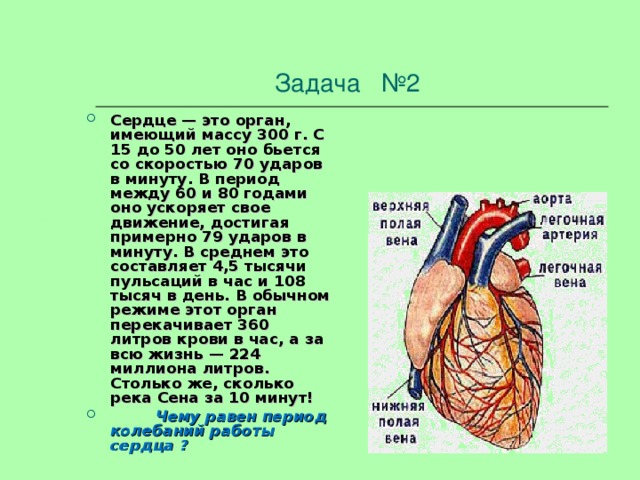 Задача №2  Сердце — это орган, имеющий массу 300 г. С 15 до 50 лет оно бьется со скоростью 70 ударов в минуту. В период между 60 и 80 годами оно ускоряет свое движение, достигая примерно 79 ударов в минуту. В среднем это составляет 4,5 тысячи пульсаций в час и 108 тысяч в день. В обычном режиме этот орган перекачивает 360 литров крови в час, а за всю жизнь — 224 миллиона литров. Столько же, сколько река Сена за 10 минут!    Чему равен период колебаний работы сердца ?   