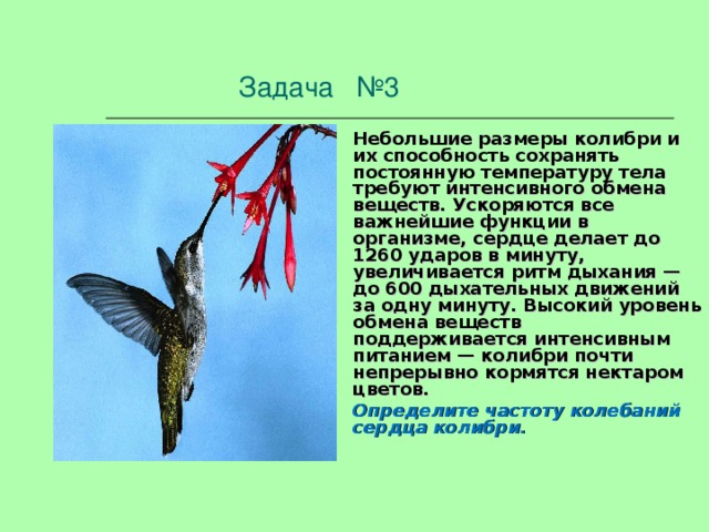 Задача №3 Небольшие размеры колибри и их способность сохранять постоянную температуру тела требуют интенсивного обмена веществ. Ускоряются все важнейшие функции в организме, сердце делает до 1260 ударов в минуту, увеличивается ритм дыхания — до 600 дыхательных движений за одну минуту. Высокий уровень обмена веществ поддерживается интенсивным питанием — колибри почти непрерывно кормятся нектаром цветов. Определите частоту колебаний сердца колибри.  