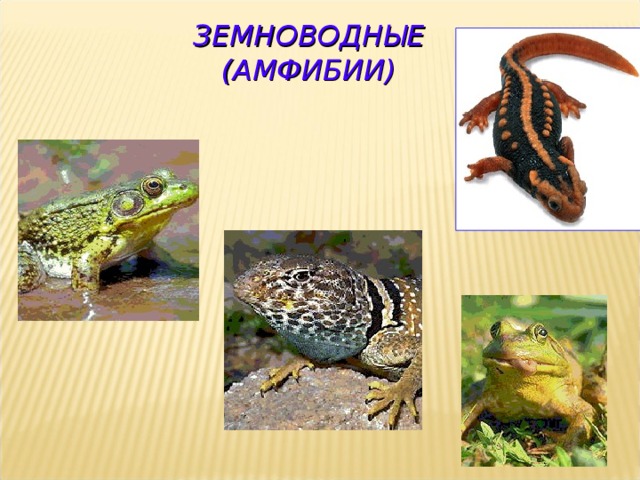 ЗЕМНОВОДНЫЕ  (АМФИБИИ) 