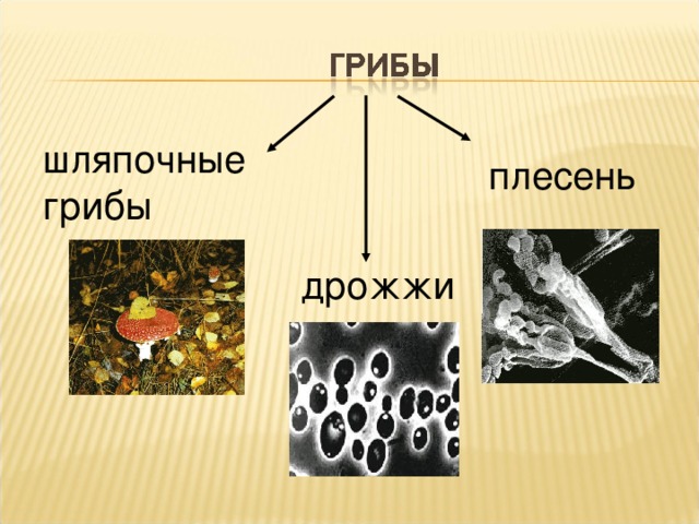 шляпочные грибы плесень дрожжи 