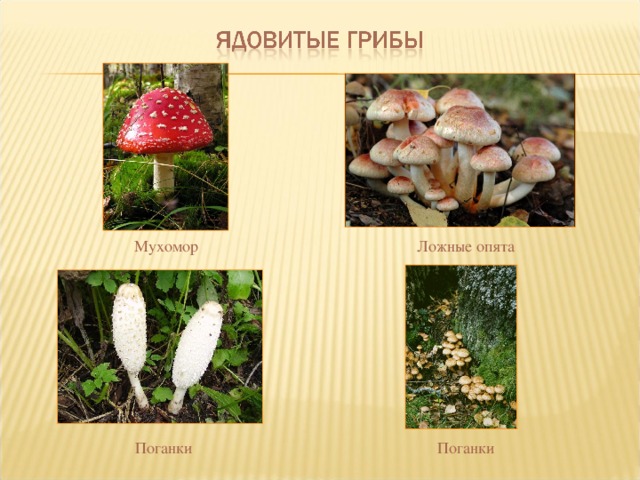 Мухомор Ложные опята Поганки Поганки 