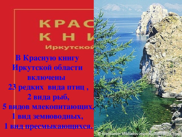 В Красную книгу Иркутской области включены   23 редких  вида птиц , 2 вида рыб, 5 видов млекопитающих, 1 вид земноводных, 1 вид пресмыкающихся. 