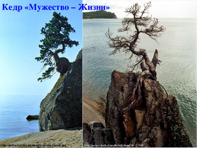 Кедр «Мужество – Жизни» В 1998 году дерево начало желтеть. В 2001году - кедр был мертв… Кедр находился на скале высотой около 6 метров и снизу казалось, что он растет прямо из камня. Рос он не из камня, за камень он каким-то чудом держался, но жил он потому, что от дерева вниз опускаются и уходят в землю два могучих корня толщиной 15-20 см каждый. Корни отходят от дерева горизонтально, а потом  опускаются вниз. 