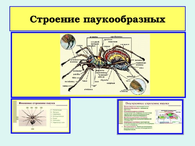 Строение паукообразных 
