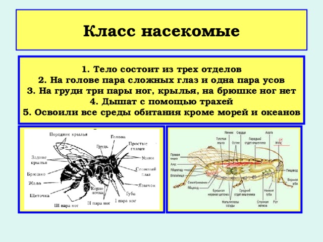 Класс насекомые 1. Тело состоит из трех отделов 2. На голове пара сложных глаз и одна пара усов 3. На груди три пары ног, крылья, на брюшке ног нет 4. Дышат с помощью трахей 5. Освоили все среды обитания кроме морей и океанов 