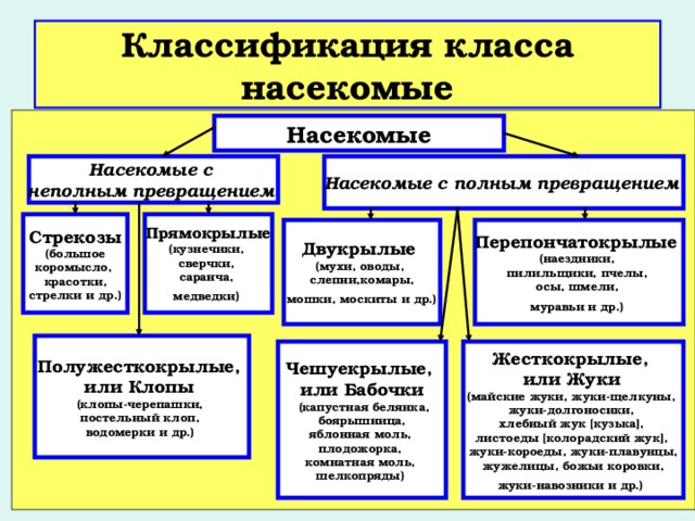 Классификация класса насекомые Насекомые Насекомые с полным превращением Насекомые с неполным превращением Прямокрылые (кузнечики, сверчки, саранча, медведки) Стрекозы  (большое коромысло, красотки,  стрелки и др.) Двукрылые (мухи, оводы, слепни,комары,  мошки, москиты и др.)  Перепончатокрылые (наездники, пилильщики, пчелы, осы, шмели, муравьи и др.) Полужесткокрылые, или Клопы (клопы-черепашки, постельный клоп, водомерки и др.) Жесткокрылые, или Жуки  (майские жуки, жуки-щелкуны, жуки-долгоносики, хлебный жук [кузька], листоеды [колорадский жук], жуки-короеды, жуки-плавунцы,  жужелицы, божьи коровки, жуки-навозники и др.)  Чешуекрылые, или Бабочки  (капустная белянка,  боярышница, яблонная моль, плодожорка, комнатная моль, шелкопряды) 