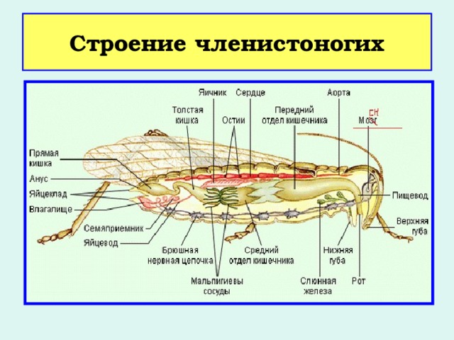 Строение членистоногих 