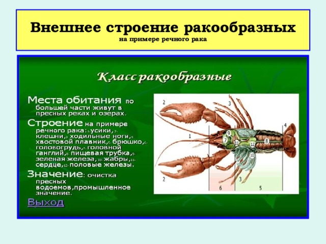 Внешнее строение ракообразных  на примере речного рака 