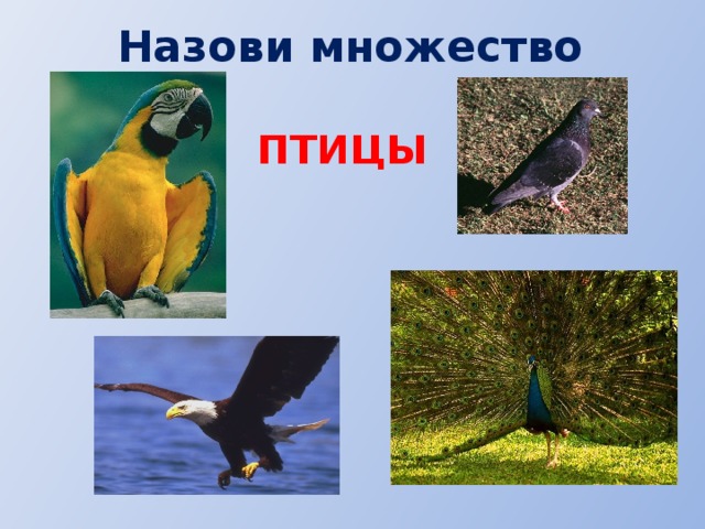 Назови множество ПТИЦЫ 